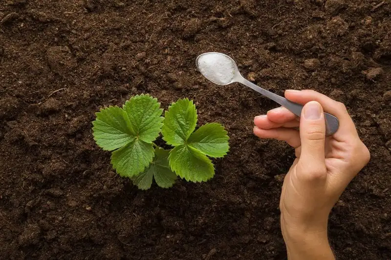 Sugar as a Fertilizer