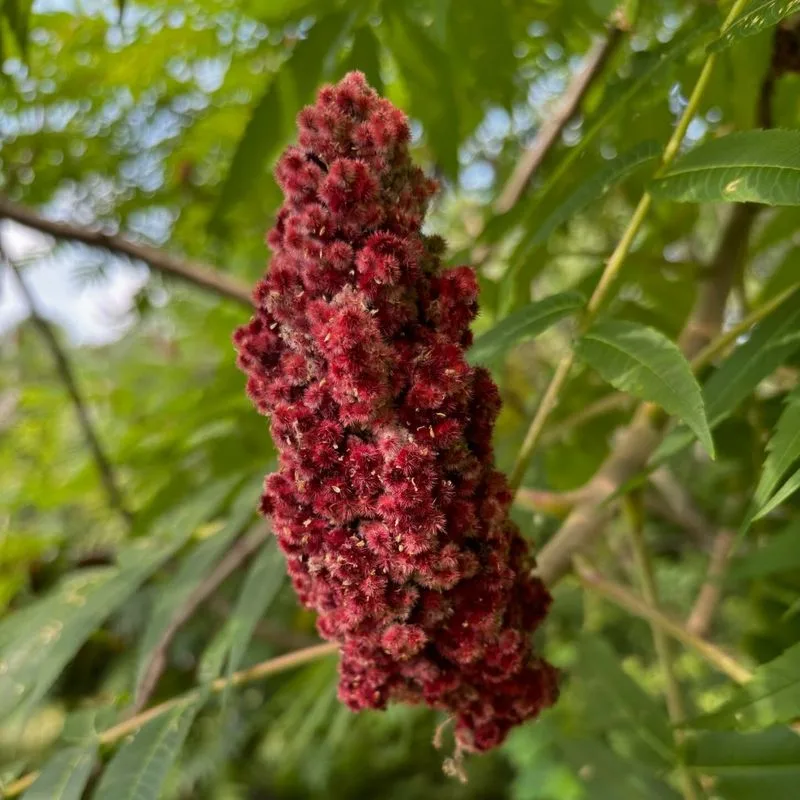 Sumac