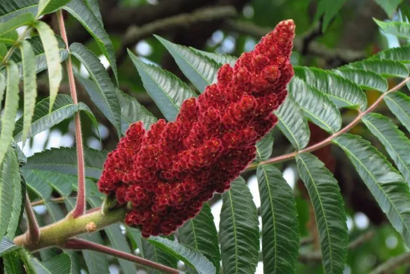 Sumac