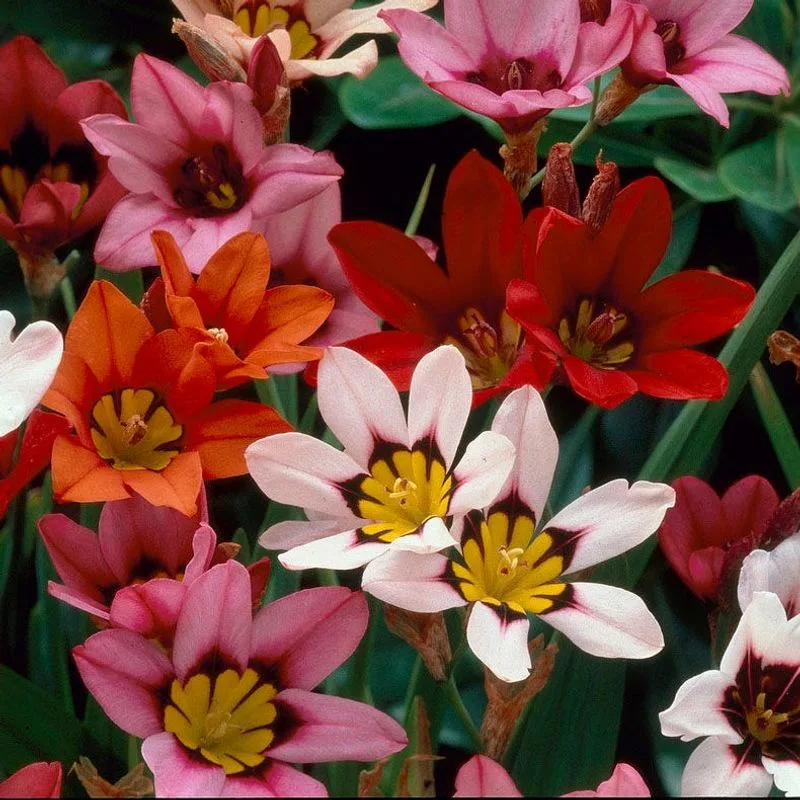 Harlequin Flower