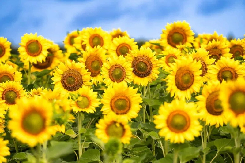 Sunflower Canopy
