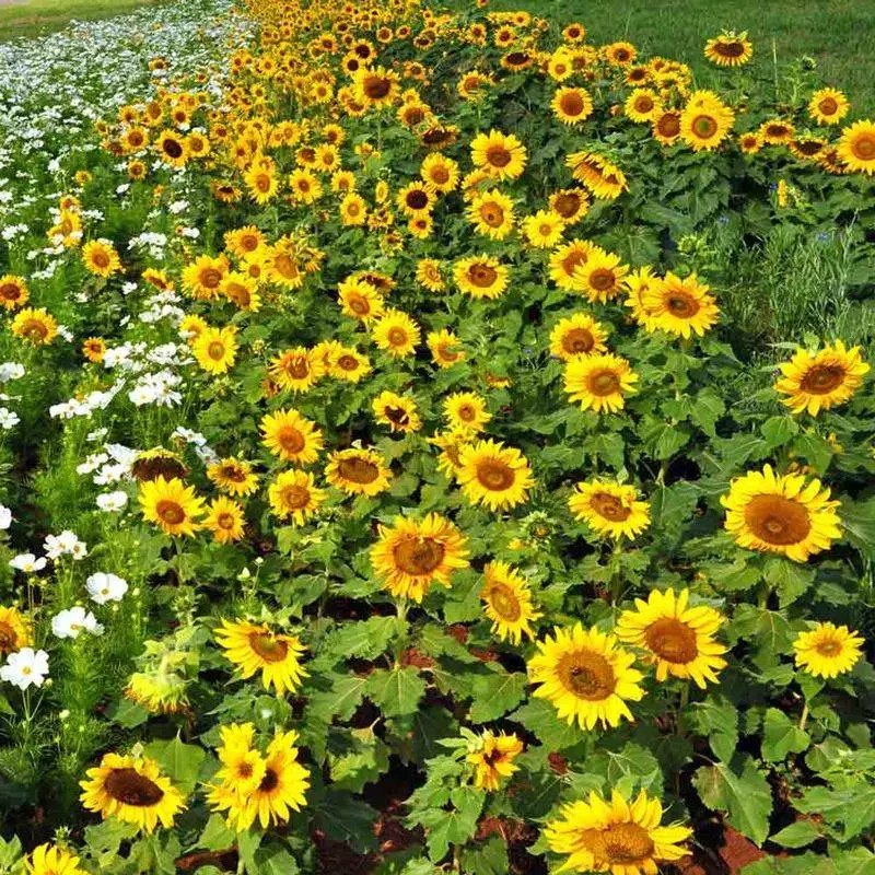 Sunflower Windbreak