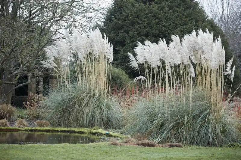 Pampas Grass