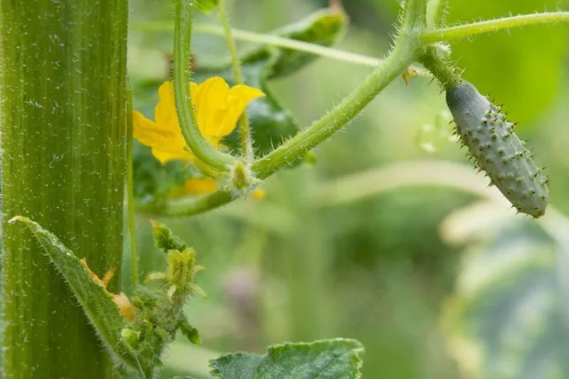 Sunflowers and Cucumbers