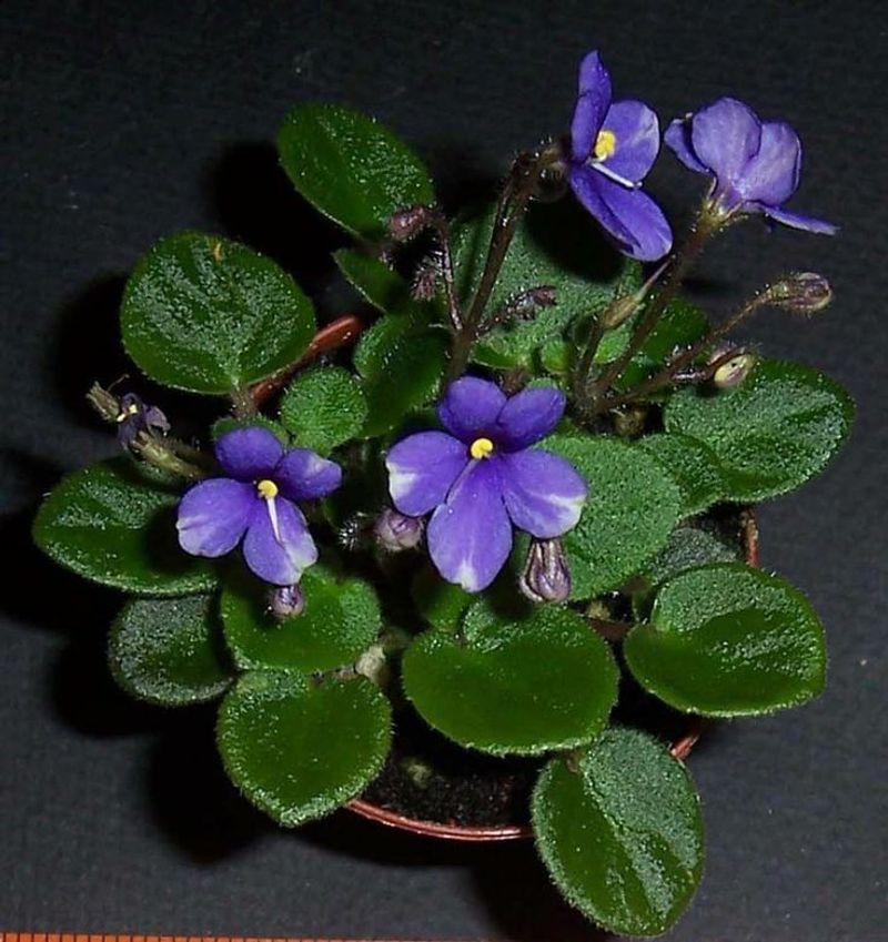 Pixie Blue