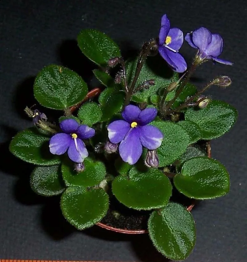 Pixie Blue