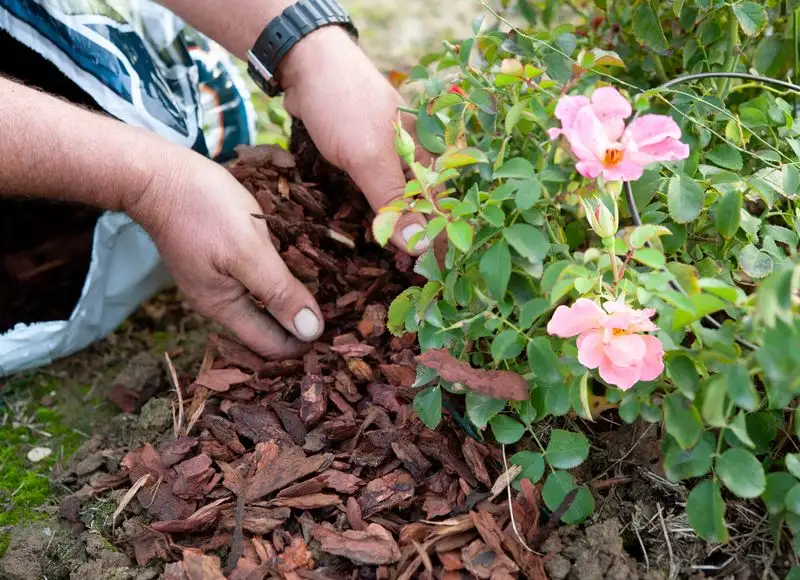 Mulching Benefits