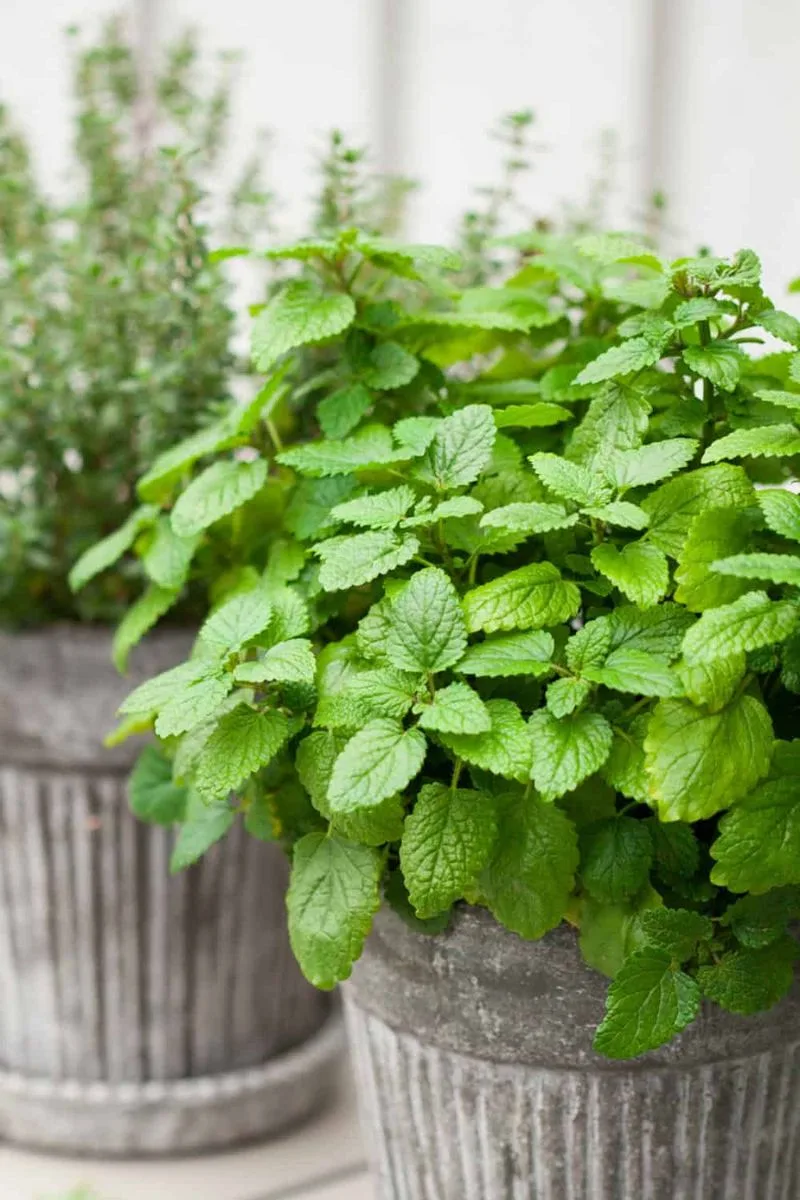 Companion Planting