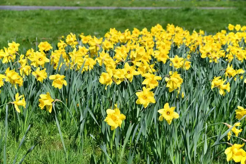 Sunny Yellows