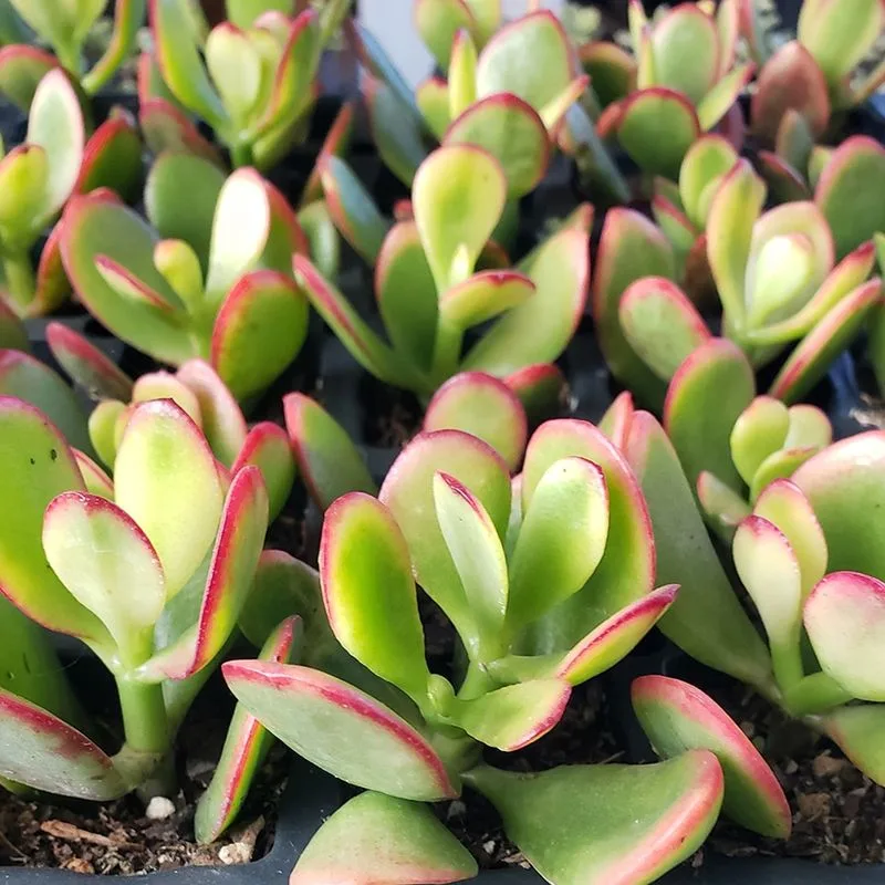 Sunset Jade