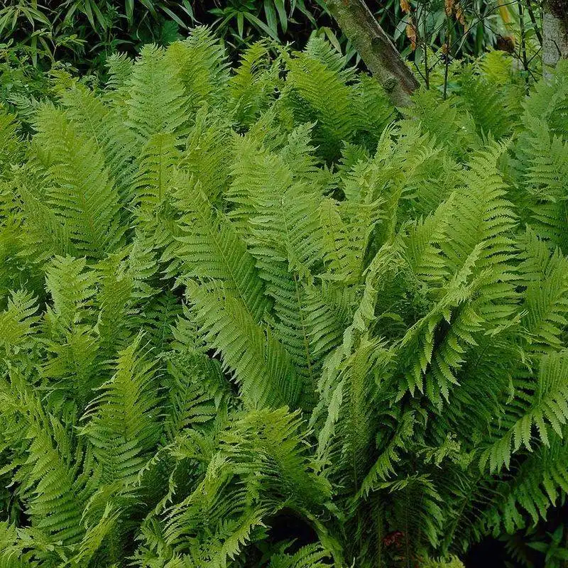Fuchsia Fantasy Fern