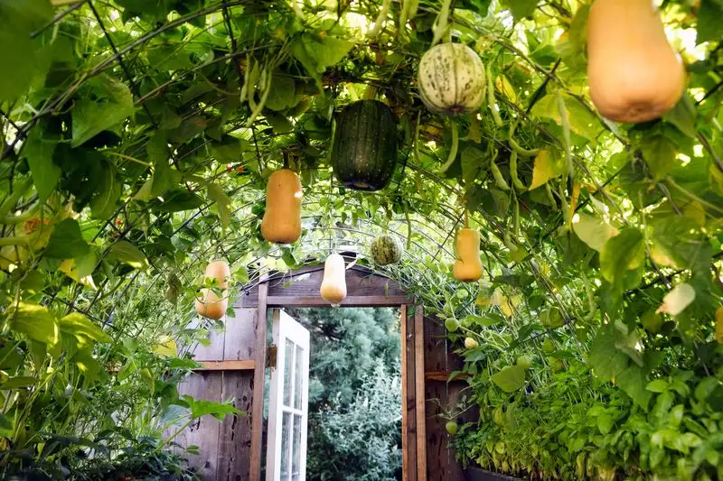 Support Growth with Trellises