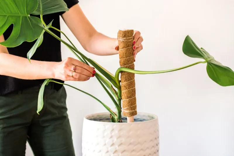 Supporting Weak Stems