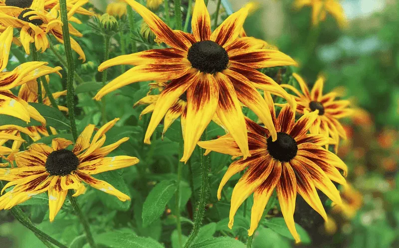 Overwintering Strategies