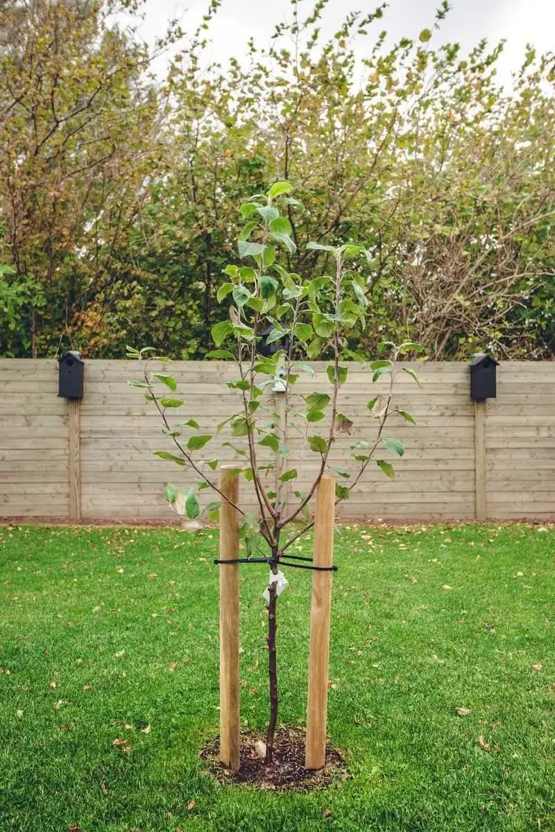 Supporting Young Trees