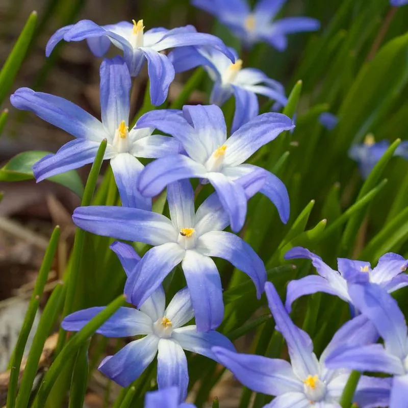 Glory of the Snow (Chionodoxa)