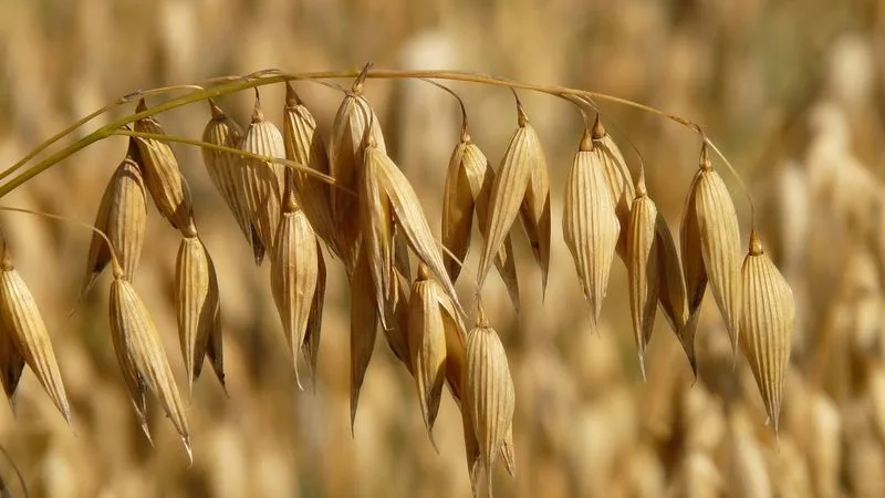 Sustainable Crop
