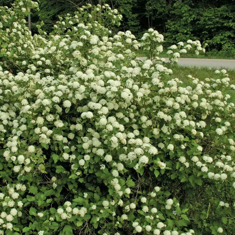 Ninebark