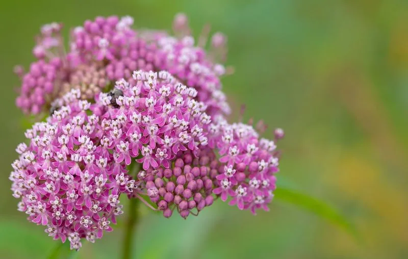 Swamp Milkweed