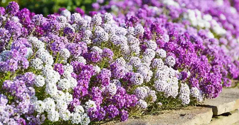 Sweet Alyssum Aroma