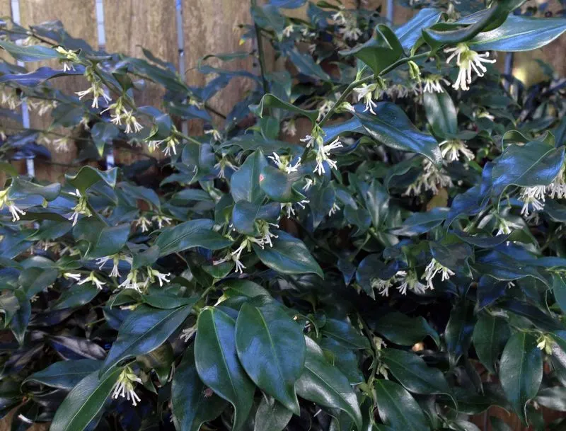Sweet Box (Sarcococca confusa)