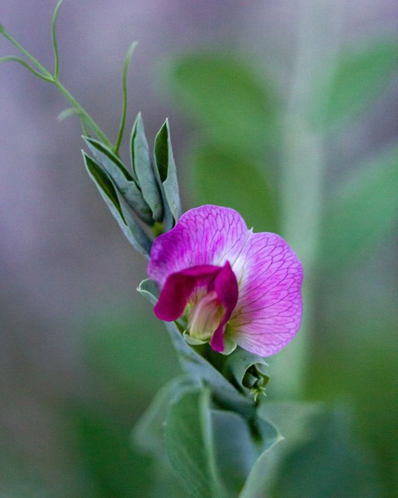 Sweet Pea