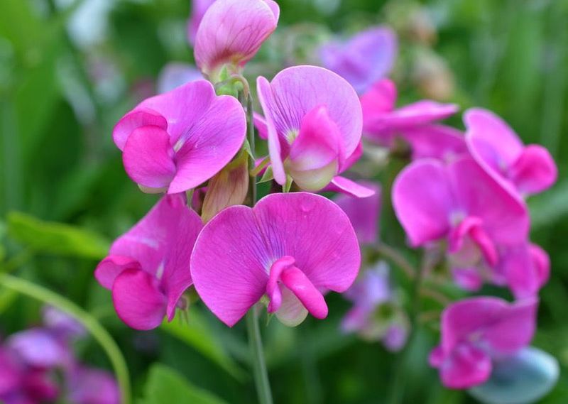 Sweet Pea