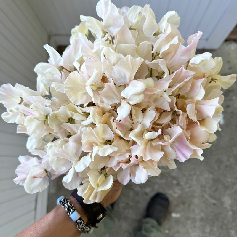Sweet Pea