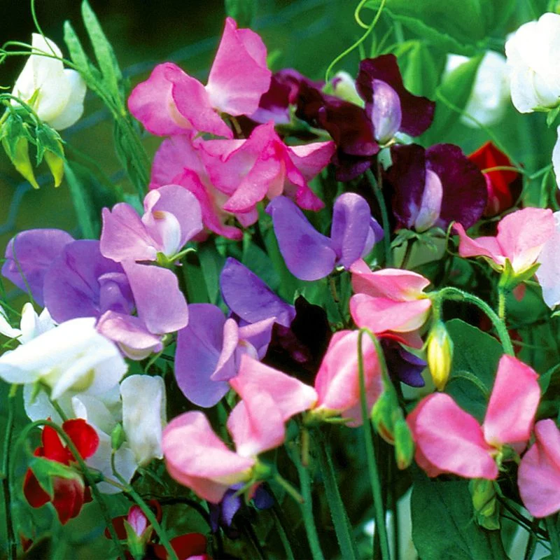 Sweet Pea