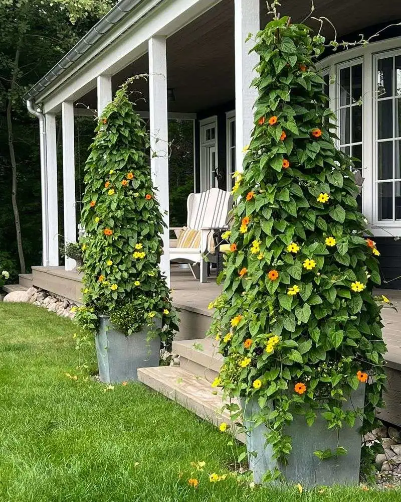 Black-eyed Susan Vine
