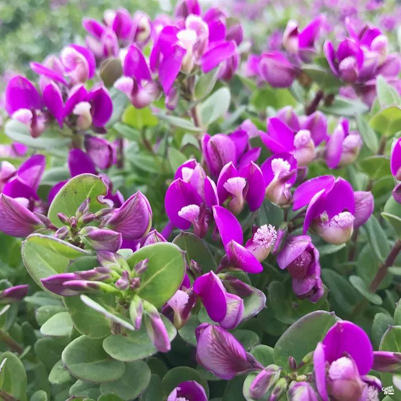 Sweet Pea