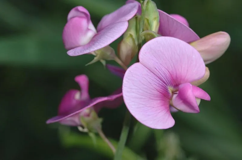 Sweet Pea