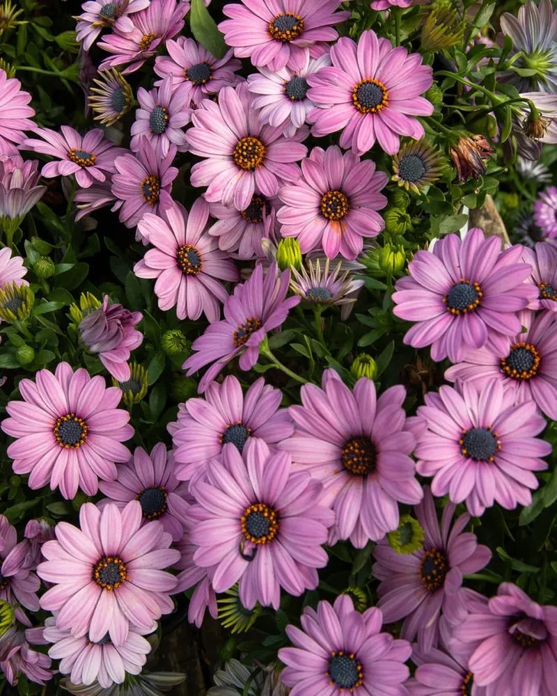 African Daisy