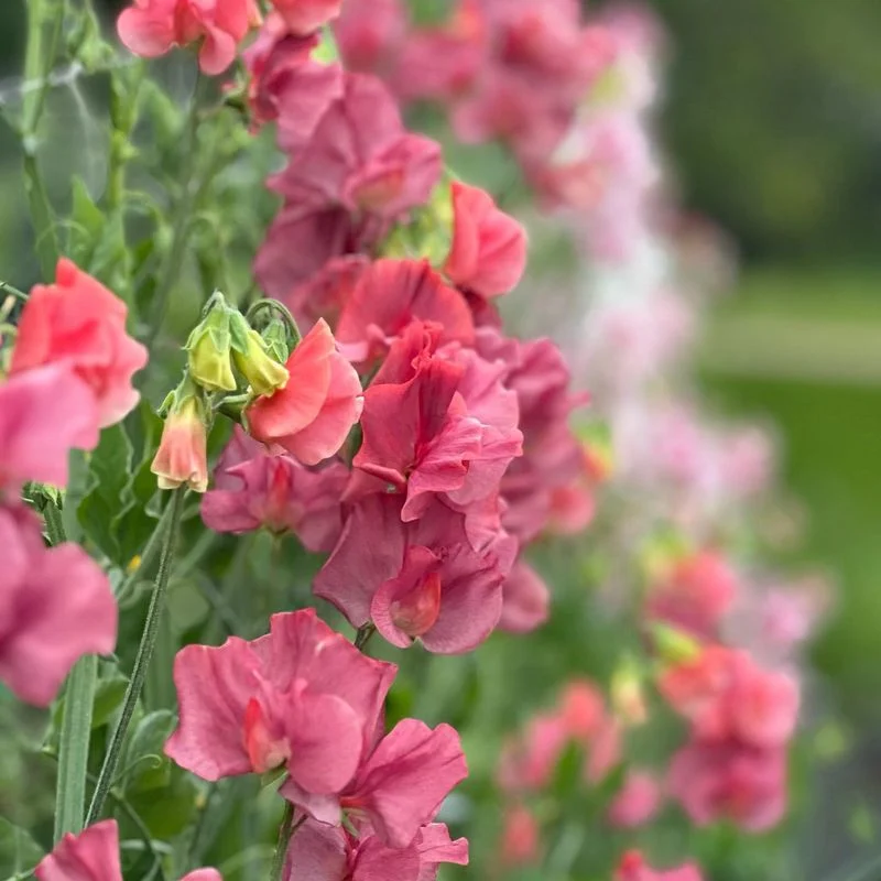 Sweet Peas