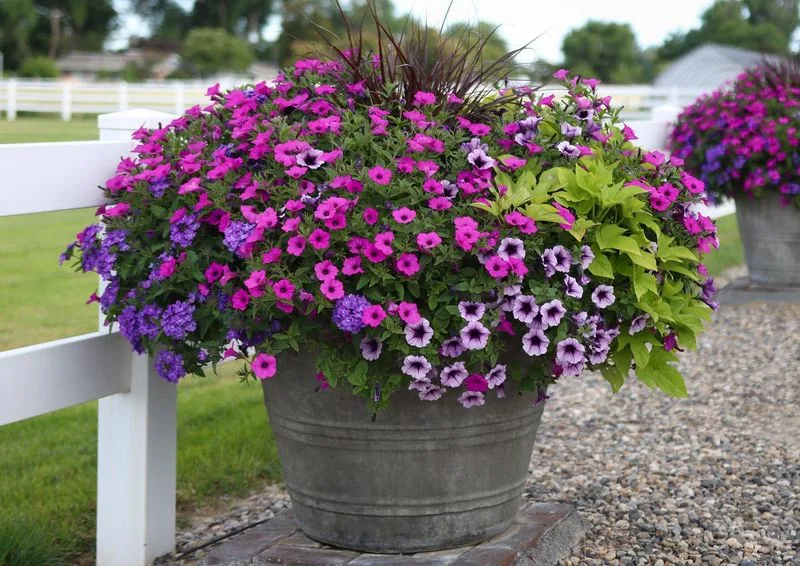 Sweet Potato Vine