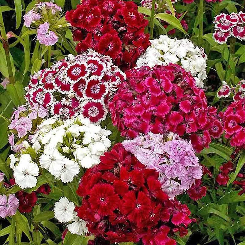 Sweet William