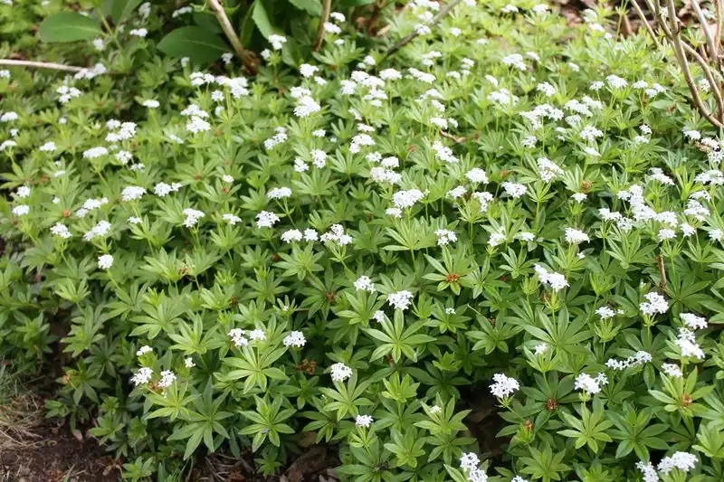 Sweet Woodruff