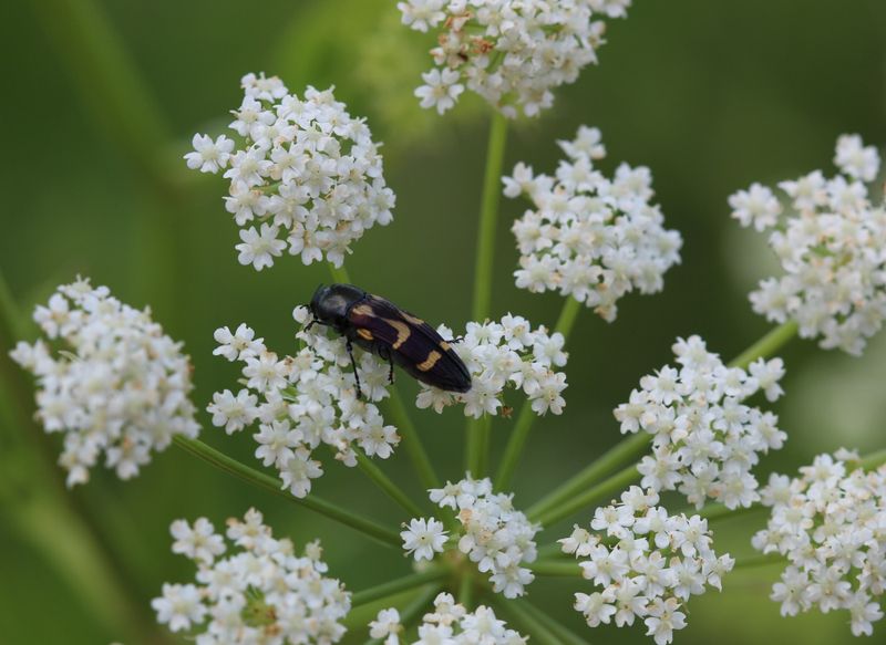 Sweet Woodruff