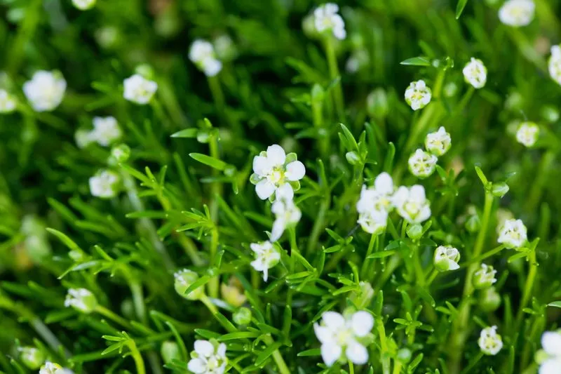 Irish Moss (Sagina subulata)
