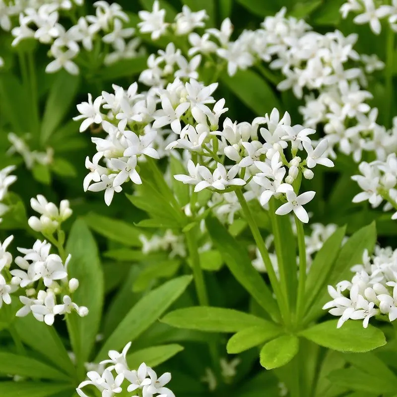 Sweet Woodruff (Galium odoratum)