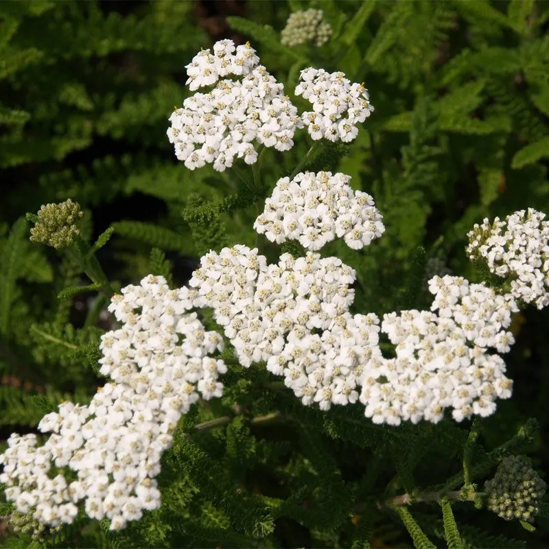 Yarrow