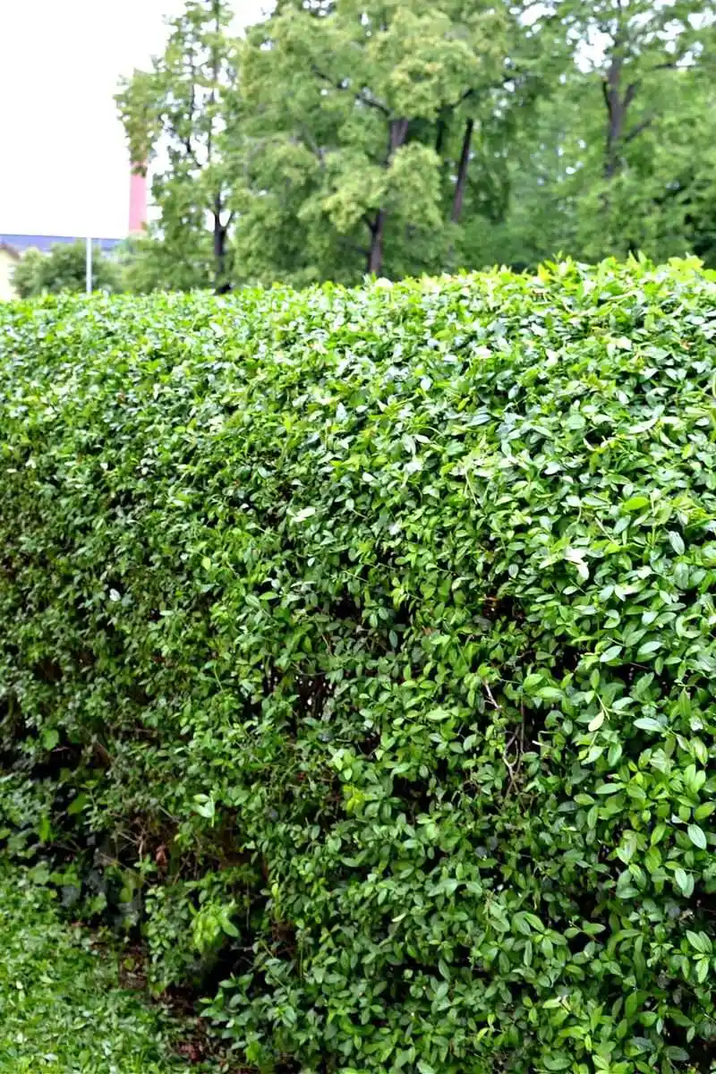 Privet