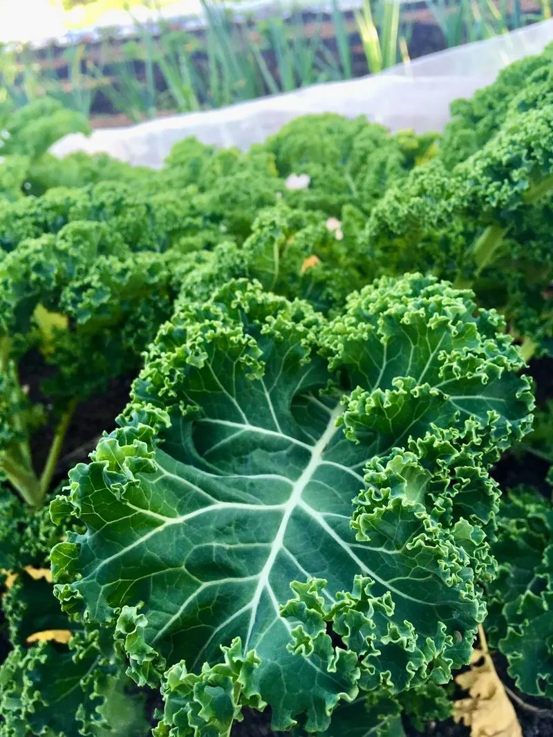 Kale