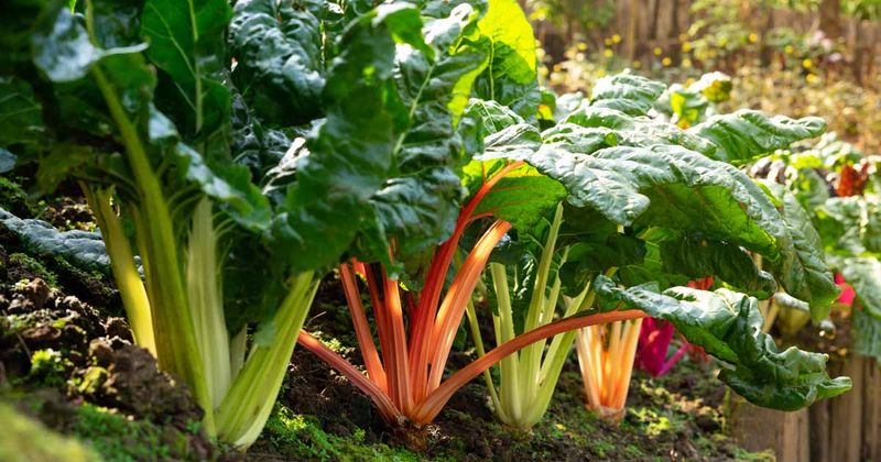 Swiss Chard