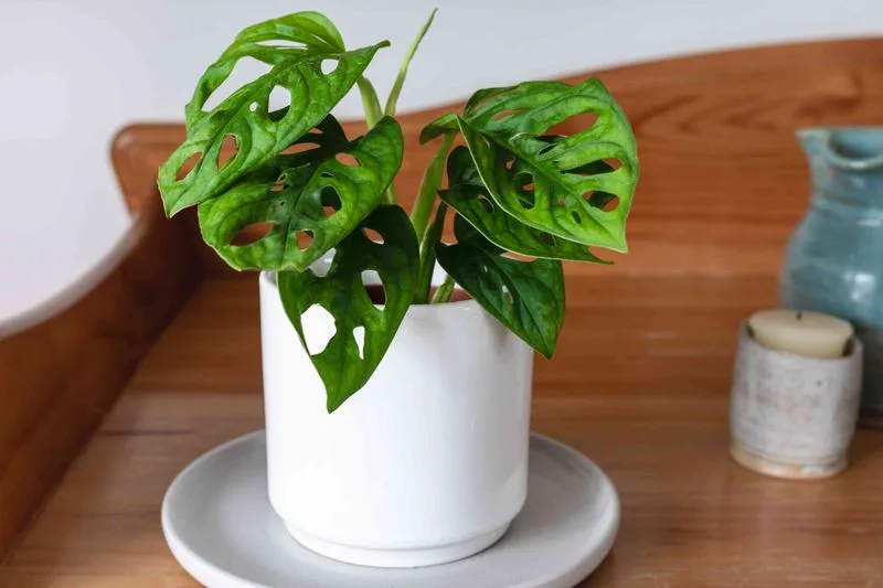 Swiss Cheese Plant