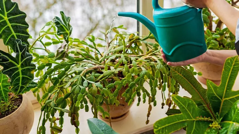 Avoid Overwatering
