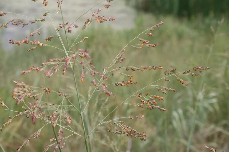 Switchgrass