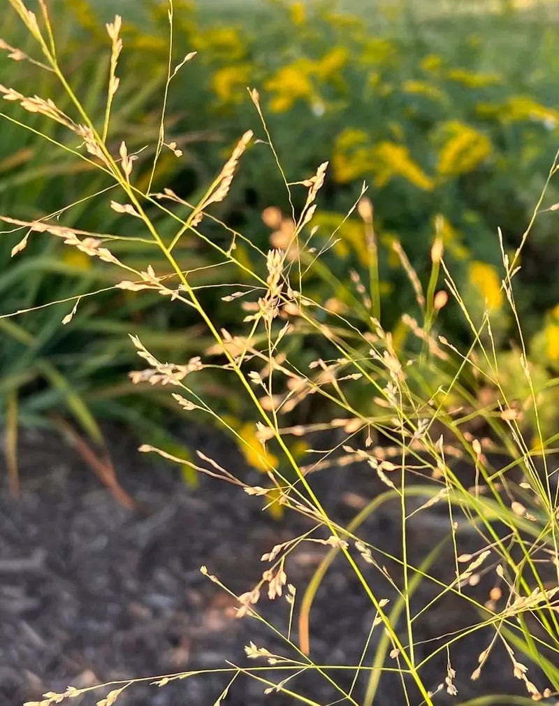 Switchgrass