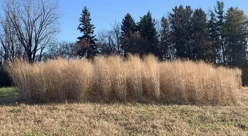Switchgrass