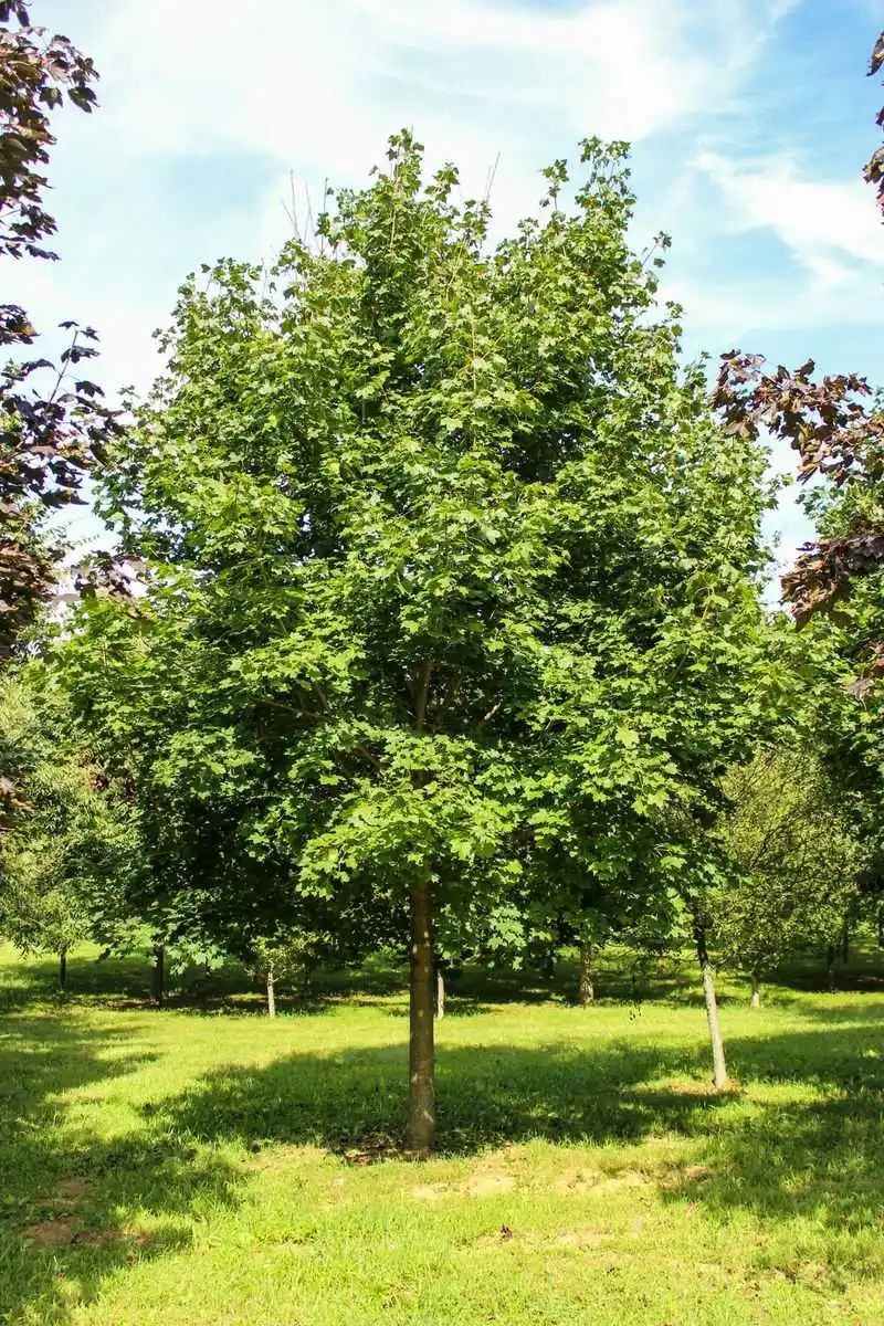 Norway Maple